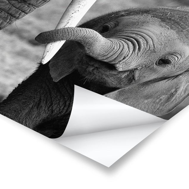 Black and white wall art Baby Elephant