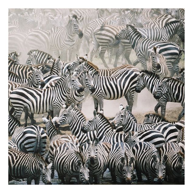 Zebra canvas Zebra Herd