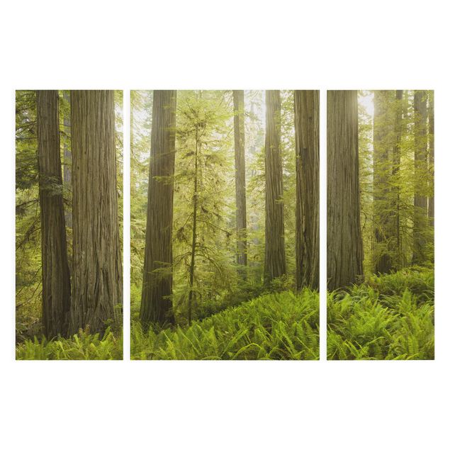 Canvas prints landscape Redwood State Park Forest View