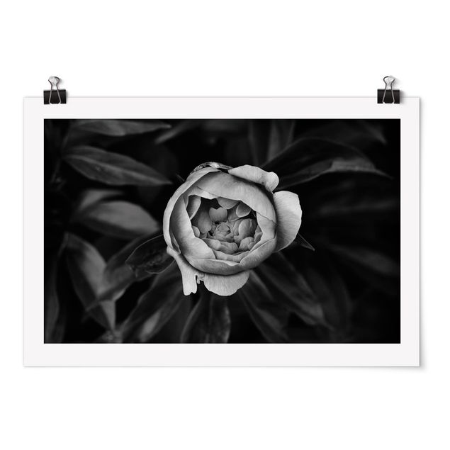 Black and white poster prints Peonies In Front Of Leaves Black And White