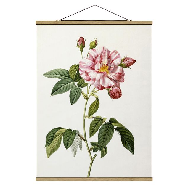 Prints vintage Pierre Joseph Redoute - Pink Gallica Rose