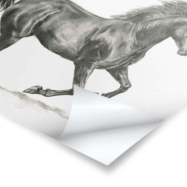 Prints Wild Horse Trial - Stallion