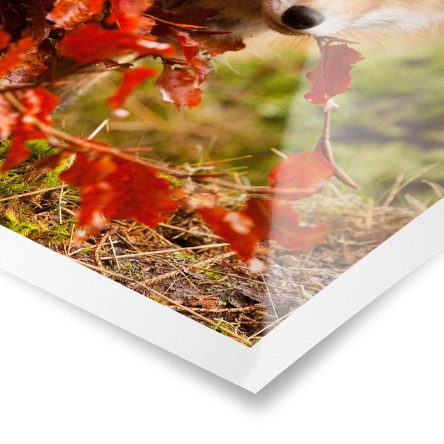 Floral picture Fox In Autumn