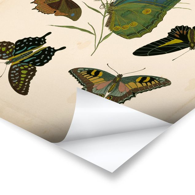 Prints Vintage Illustration Exotic Butterflies