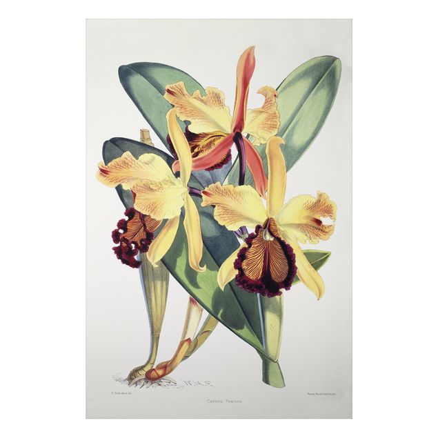 Art style Walter Hood Fitch - Orchid