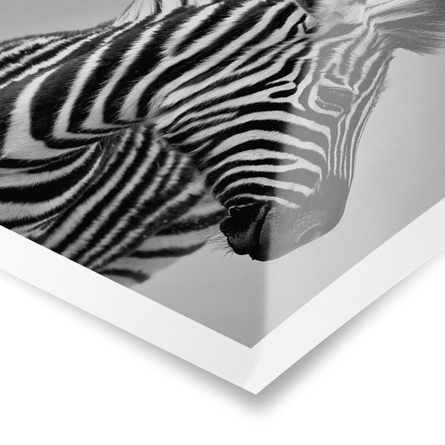 Contemporary art prints Zebra Baby Portrait II