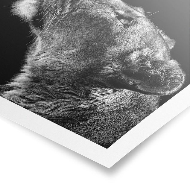 Modern art prints Portrait Of A Lioness