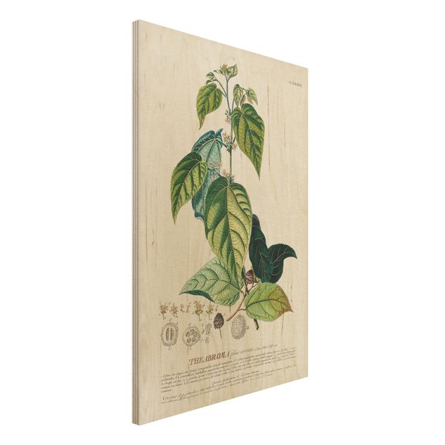 Kitchen Vintage Botanical Illustration Cocoa