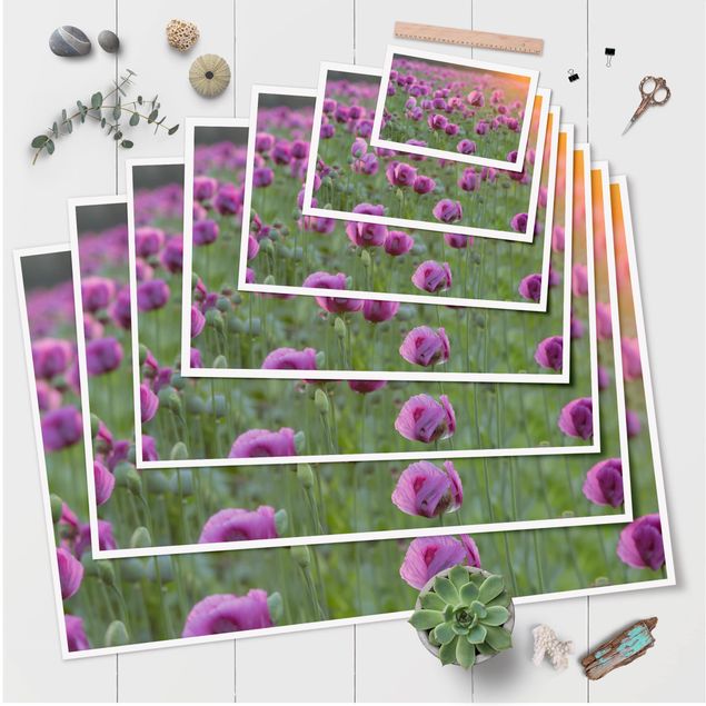 Prints Purple Poppy Flower Meadow In Spring