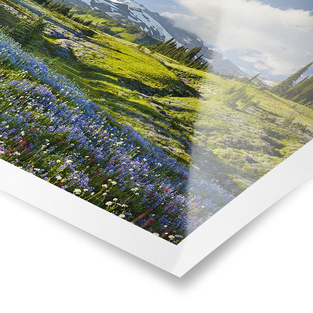 Floral picture Mountain Meadow With Blue Flowers in Front of Mt. Rainier
