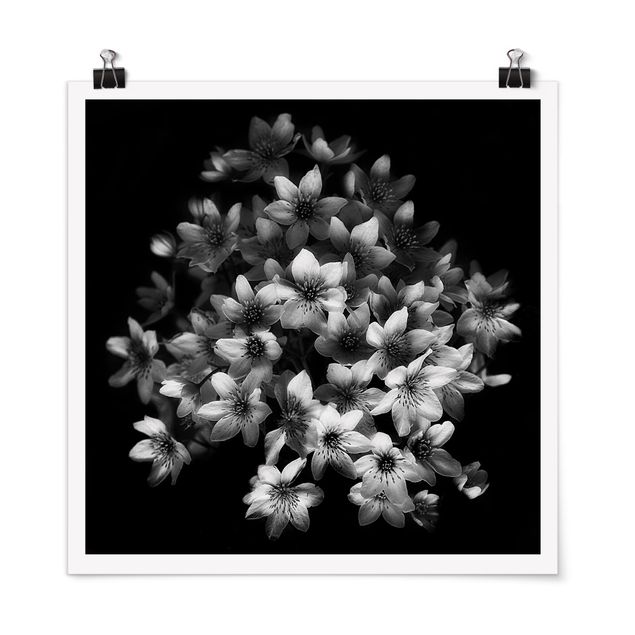 Prints flower Dark Clematis Bunch