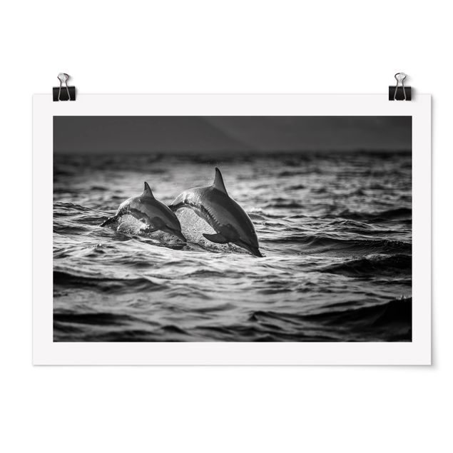 Poster black white Two Jumping Dolphins