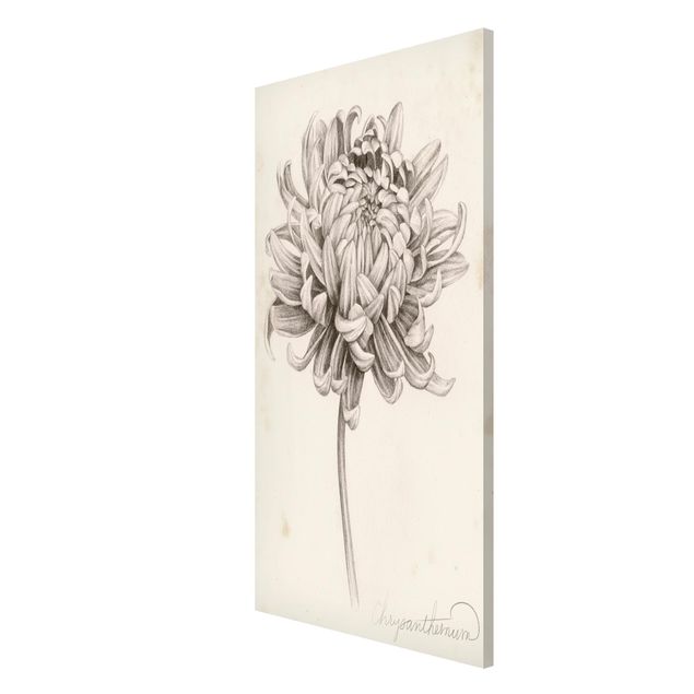 Prints vintage Botanical Study Chrysanthemum I