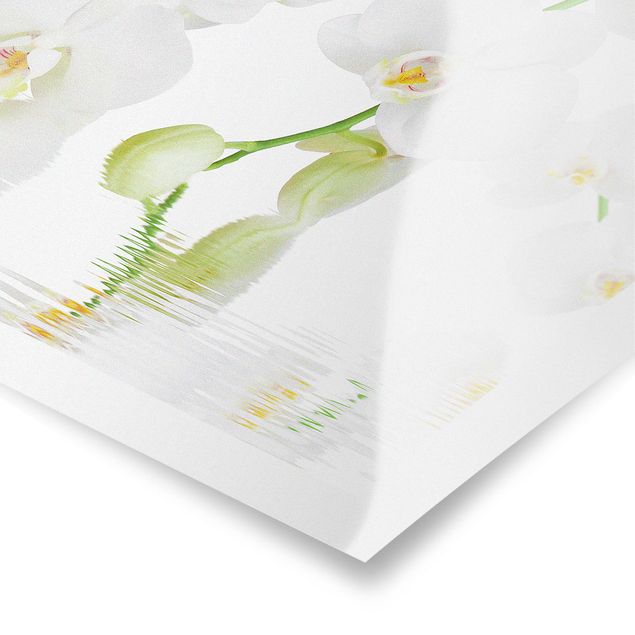 Prints Spa Orchid - White Orchid