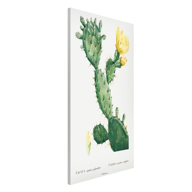 Kitchen Botany Vintage Illustration Cactus With Yellow Flower