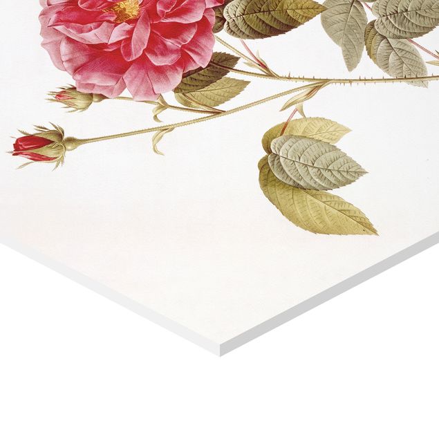 Forex prints Pierre Joseph Redouté - Roses