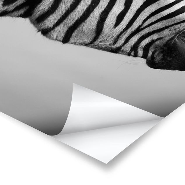 Prints Roaring Zebra ll