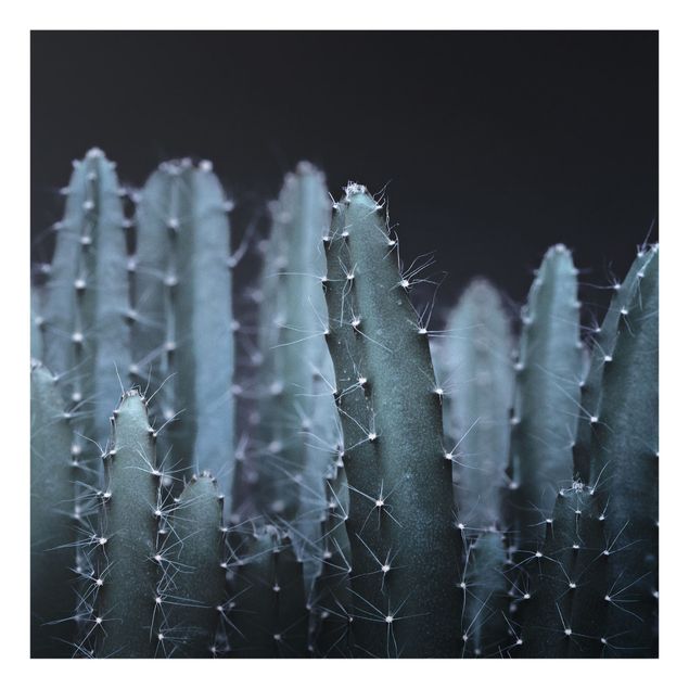Glass splashback kitchen Desert Cactus At Night