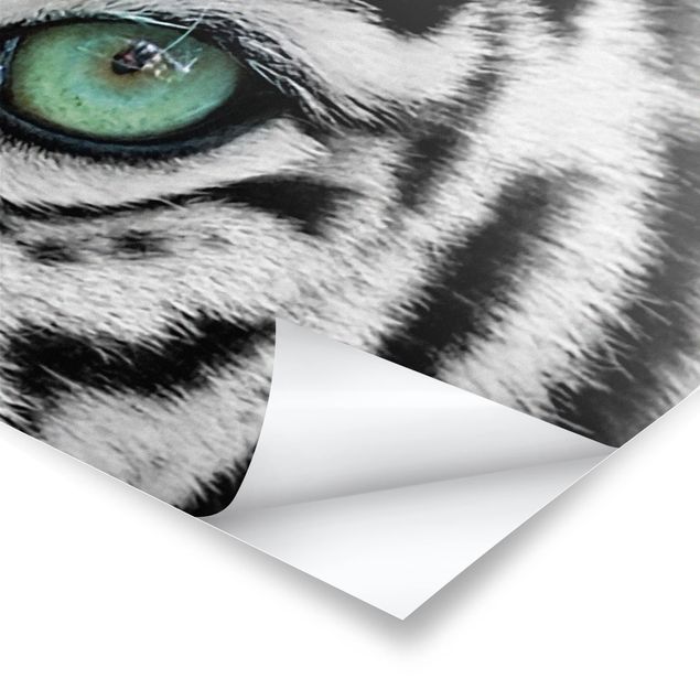 Prints White Tiger