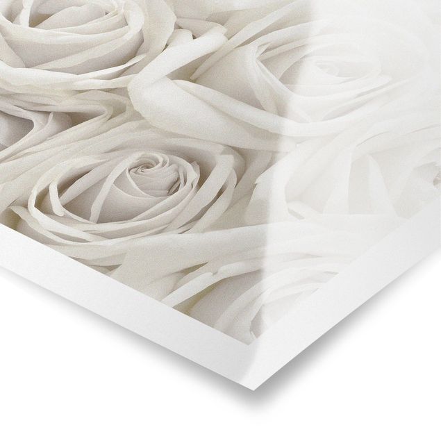 Poster print White Roses