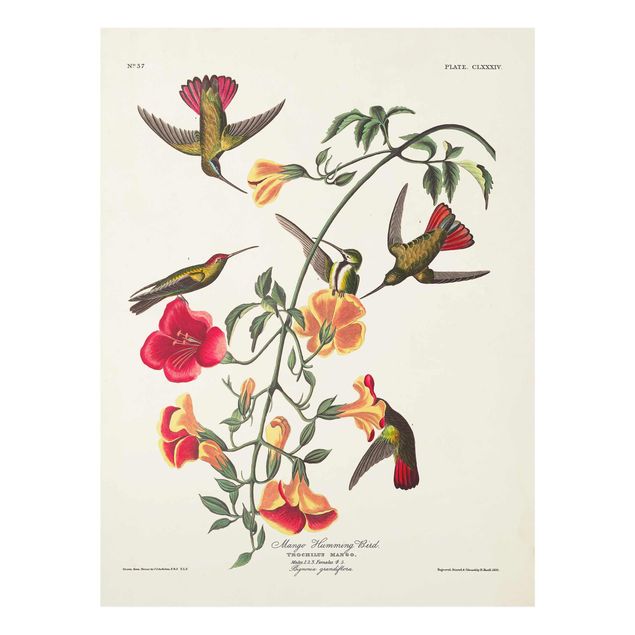 Prints Vintage Board Mango Hummingbirds