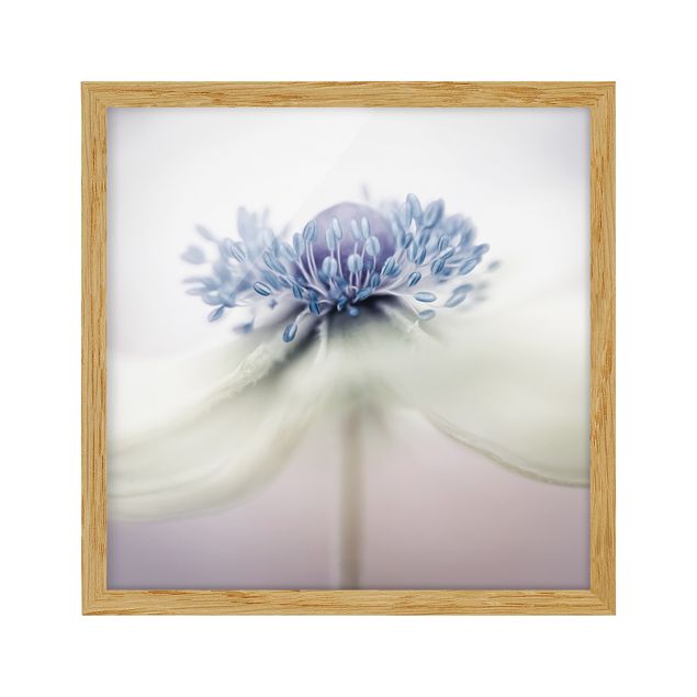 Flowers framed Anemone in Purple