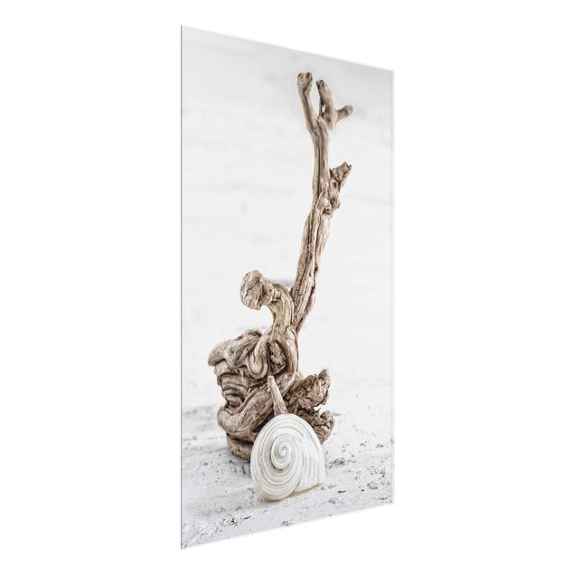 Sea print White Snail Shell And Root Wood