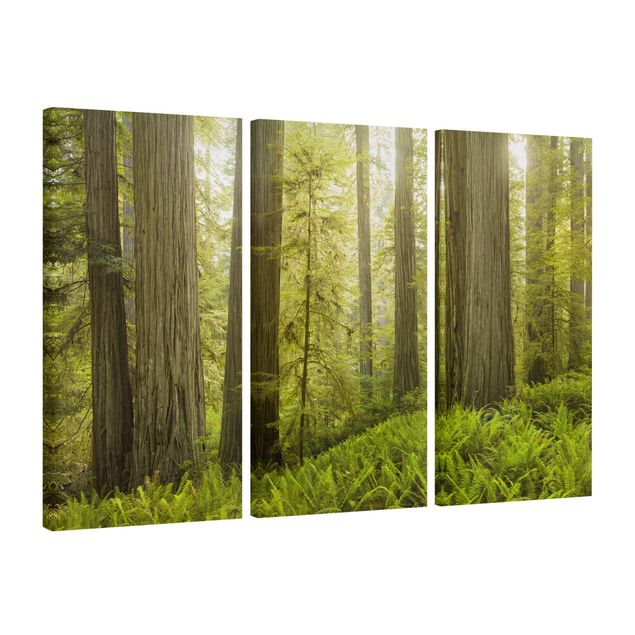 Contemporary art prints Redwood State Park Forest View