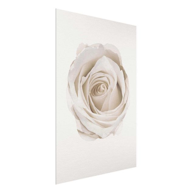Glass prints flower WaterColours - Pretty White Rose