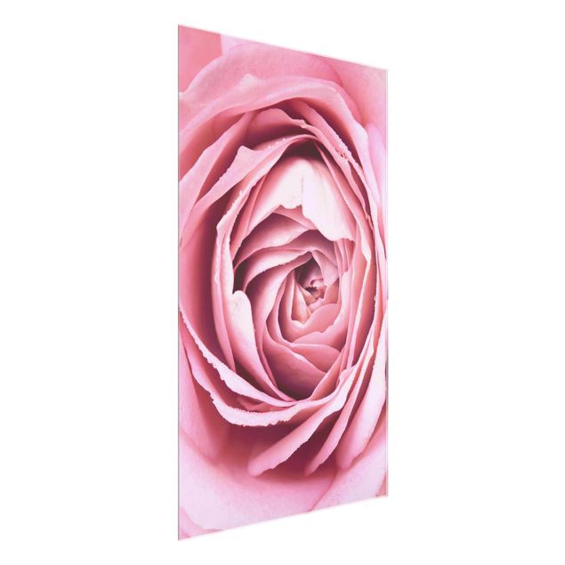 Glass prints flower Pink Rose Blossom