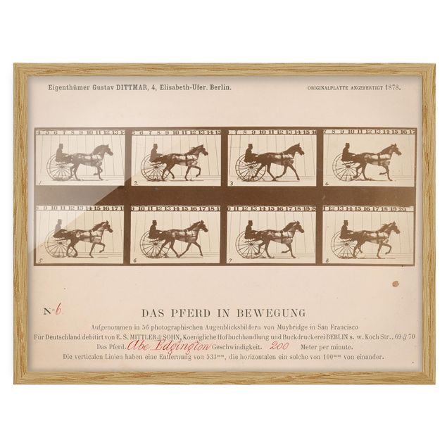 Art posters Eadweard Muybridge - The horse in Motion