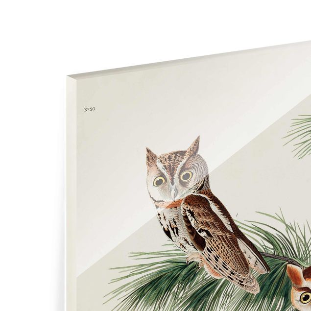 Prints brown Vintage Board Screech Owl