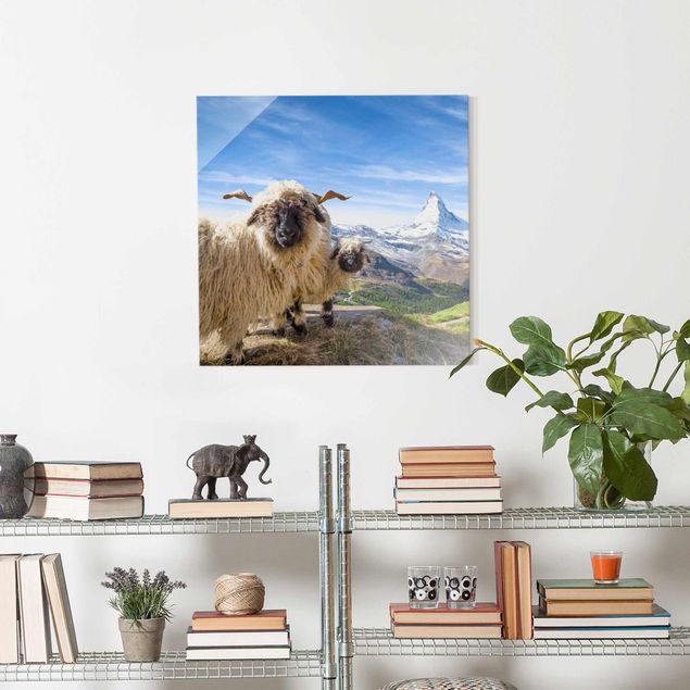Landscape canvas prints Blacknose Sheep Of Zermatt