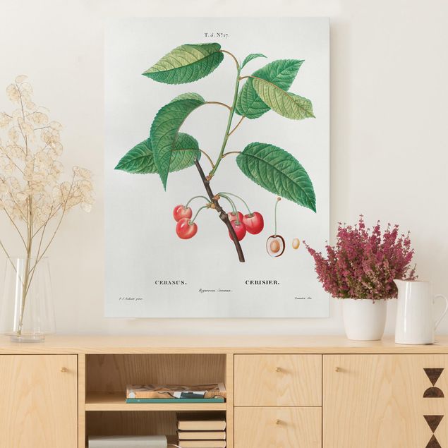 Kitchen Botany Vintage Illustration Red Cherries