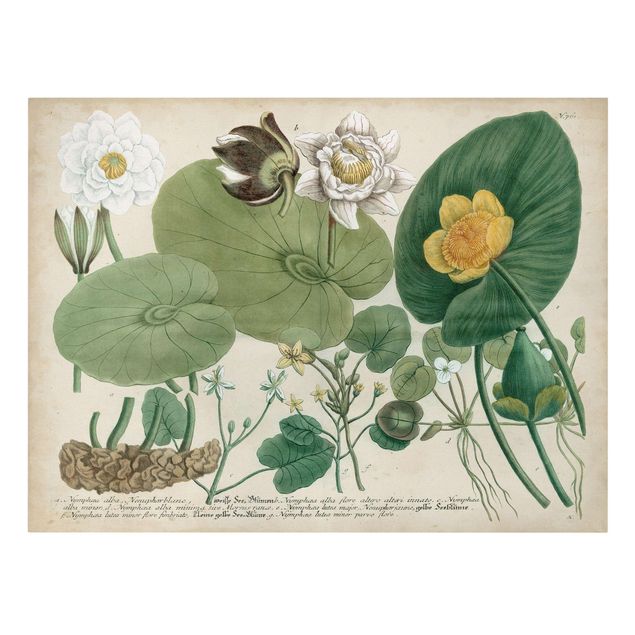 Floral prints Vintage Board White Water-Lily