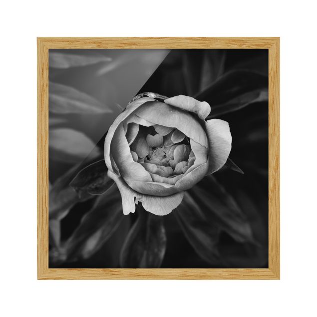 Framed floral Peonies In Front Of Leaves Black And White