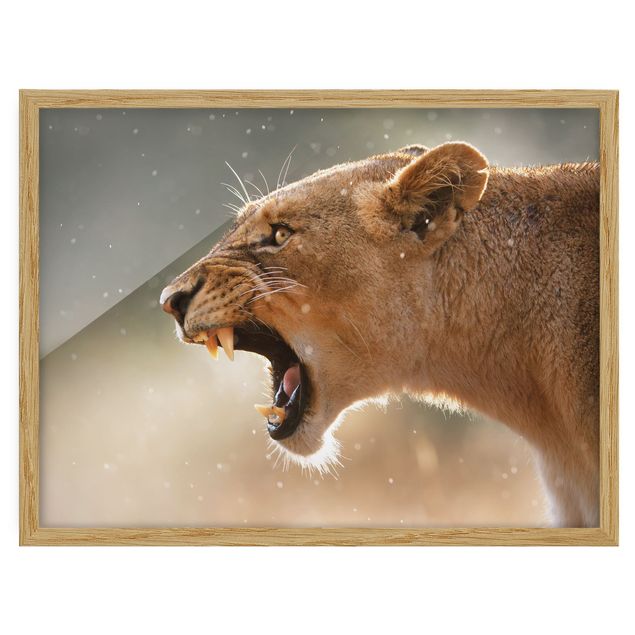 Abstract art prints Lioness on the hunt