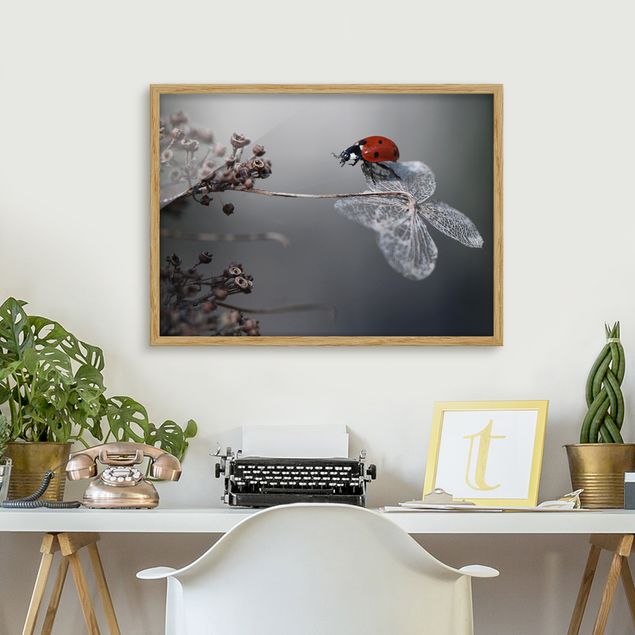 Animal wall art Ladybird On Hydrangea