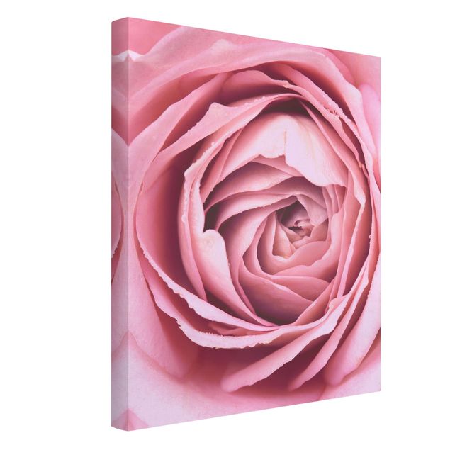 Prints flower Pink Rose Blossom