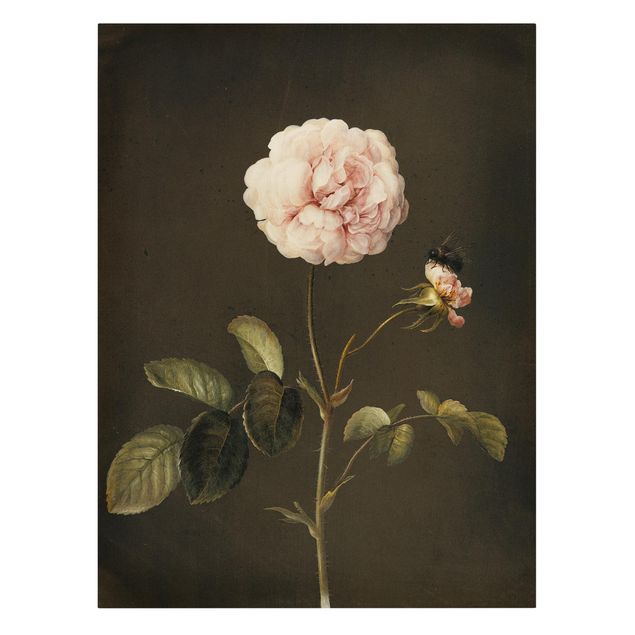 Canvas art Barbara Regina Dietzsch - French Rose With Bumblbee