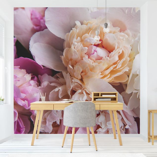 Wallpapers rose Blooming Peonies