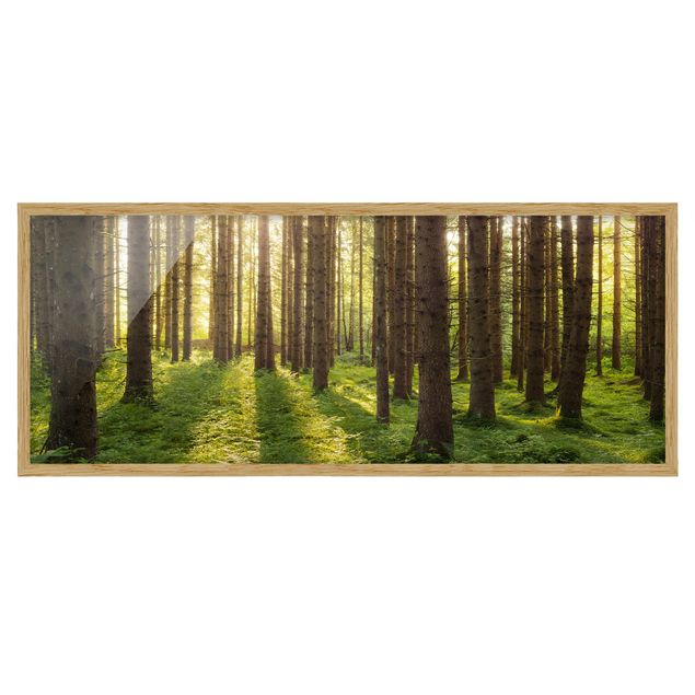 Contemporary art prints Sun Rays In Green Forest
