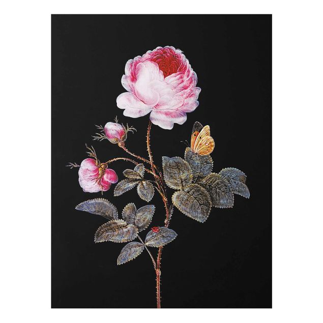Prints baroque Barbara Regina Dietzsch - The Hundred-Petalled Rose