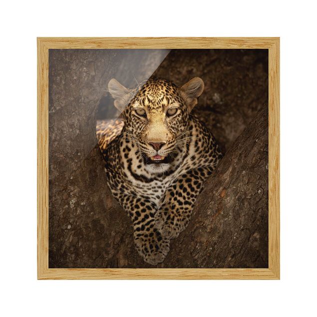 Animal framed pictures Leopard Resting On A Tree