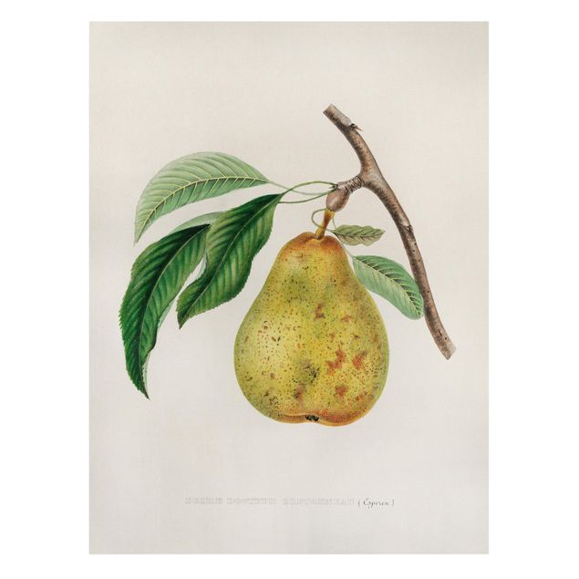Fruit canvas Botany Vintage Illustration Yellow Pear