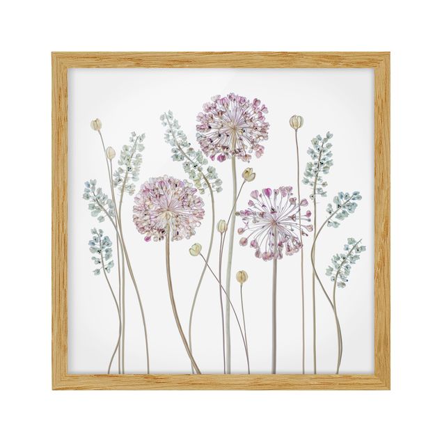 Flower pictures framed Allium Illustration