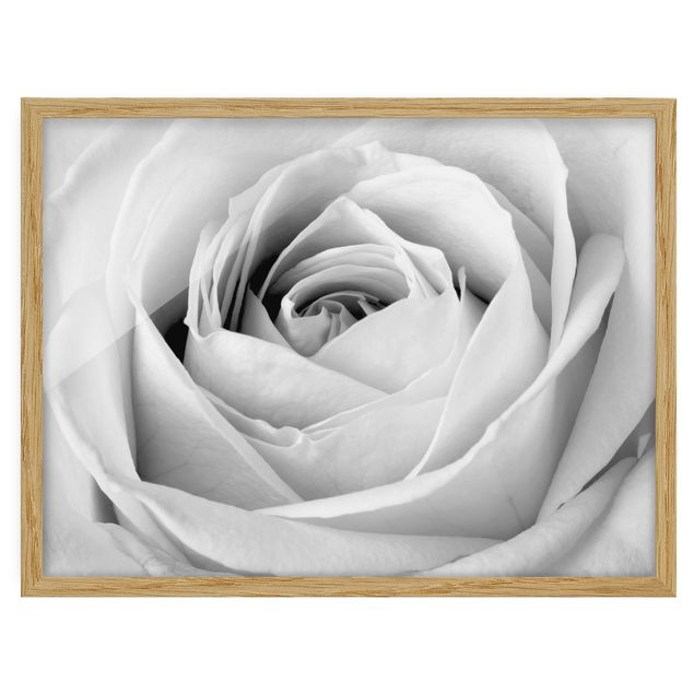 Framed floral Close Up Rose