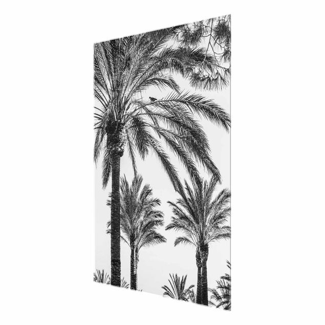 Glass prints black and white Palm Trees At Sunset Black And White
