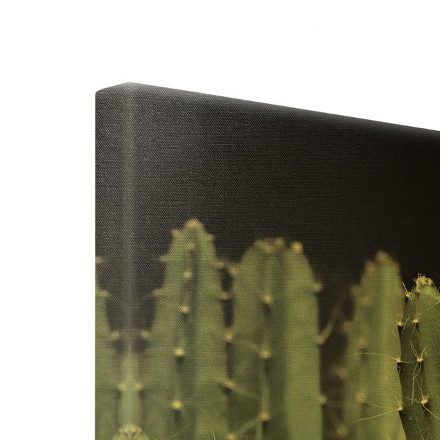 Canvas prints Desert Cactus At Night