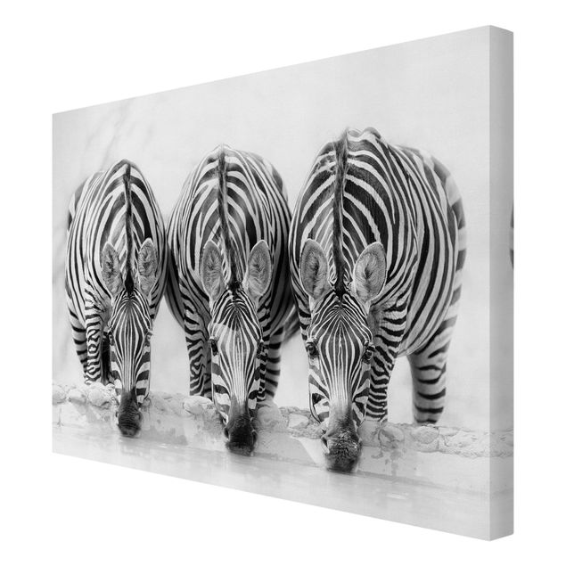 Contemporary art prints Zebra Trio In Black And White